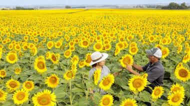 La BCBA estimó que el girasol generará USD 3.304 millones en 2026