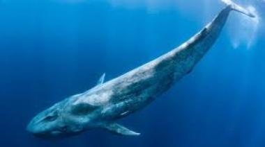 Filman por primera vez a una ballena azul cerca de un bote en Comodoro Rivadavia