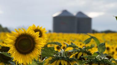 La BCBA confirmó un nuevo salto en los rindes de la cosecha de girasol