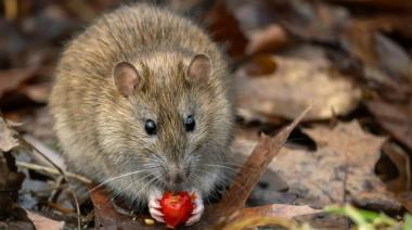 Alerta sanitaria: ya se registran 102 casos de hantavirus en Argentina