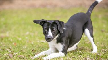 Día del Perro sin Raza: cuidados que no distinguen entre mestizos o de linaje