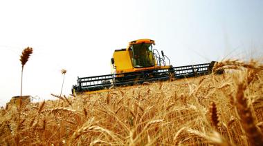 Molinos harineros y Agricultura chocan por el trigo disponible tras cosecha récord