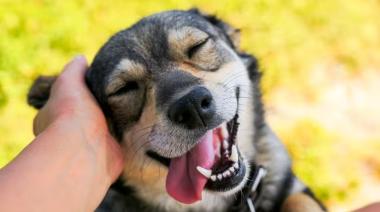 Universidad de Duquesne explica por qué la sonrisa de los perros confunde a todos