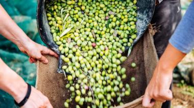 Día de la Olivicultura: cómo el olivo impulsa empleo, turismo y exportaciones