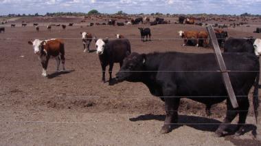 Menos terneros en feedlots: qué puede pasar con el precio en las carnicerías