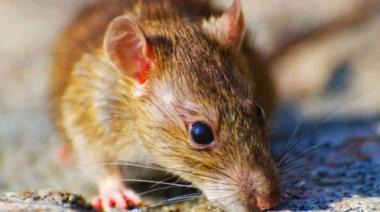 Hantavirus: claves para prevenir contagios y limpiar de forma segura el hogar