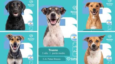 Furor en Salta por el álbum de figuritas: creativa campaña para adoptar mascotas