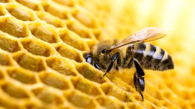 Día Mundial de las Abejas: la clave para cuidar alimentos y economías regionales