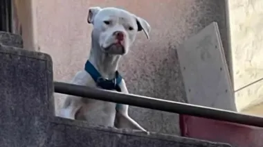 “Agosto”, el perro que sobrevivió al horror: el hallazgo en la casa de Claudio Barrelier