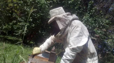 "Es algo que te refresca la vida": el desafío de producir miel en el AMBA