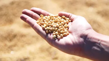 “Un parche": el campo cuestiona el protocolo de semillas de Sturzenegger