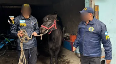 Rescataron aves exóticas y otros animales en una casa de Ciudad Evita