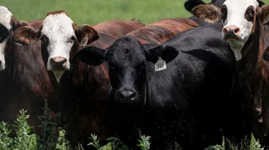 El gusano barrenador llega a Texas y México cierra la frontera ganadera