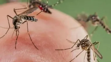 Día Mundial del Dengue: por qué preocupa a los especialistas y complica su control
