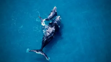 El viaje secreto de una ballena y su cría que recorrieron más de 13 mil kilómetros