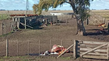 "Nos vigilan para robarnos”: bronca en Olavarría tras un brutal abigeato
