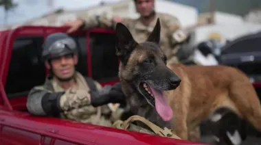 Bart, el perro argentino que ayudó a encontrar con vida a dos menores en Venezuela