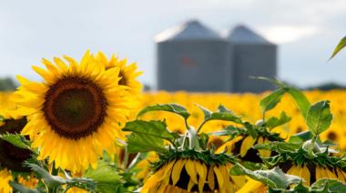 ASAGIR y USDA: los detalles del informe que mejora las proyecciones del girasol argentino