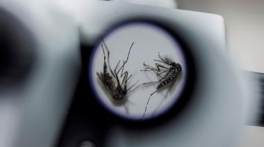 Dengue en Argentina: la chance de casos más graves que encendió las alarmas