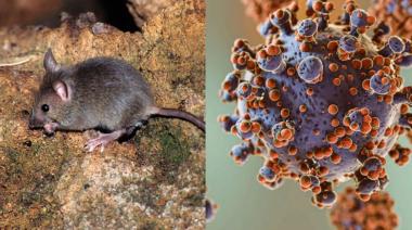 Hantavirus: ya se confirmaron 47 casos en lo que va de 2026 y crece la vigilancia sanitaria
