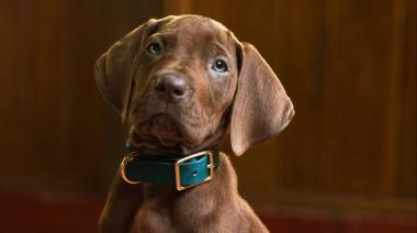 Netflix rompe la fórmula clásica de Scooby Doo con una versión nunca vista