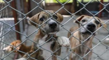 Un municipio prohibió las rifas con animales y aplicará multas de hasta $330.000