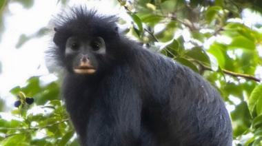 Descubren al Likweli, una nueva especie de mono en la selva central del Congo