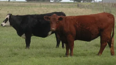 La Pampa: furia en el campo por un proyecto de ley de “Senasa paralelo”