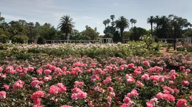 Rosedal de Palermo: cuando y dónde retirar los esquejes gratis