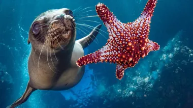 ONU y Tratado de Alta Mar: el acuerdo que ya obliga a 60 países a proteger biodiversidad