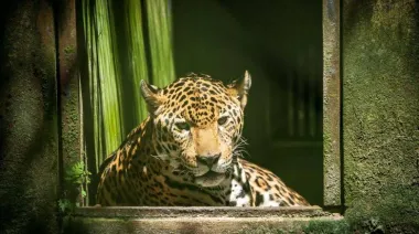 Costa Rica y Marruecos entran en la red que impulsa Brasil para frenar delitos ecológicos
