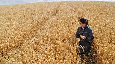 El trigo recupera terreno: la BCR suma 130.000 hectáreas más a la siembra