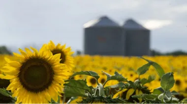 Impactante suba de las exportaciones de girasol: crecieron 126,1% en un año