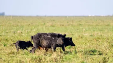 Río Negro busca vender carne de jabalí: ¿qué pasará en la provincia de Buenos Aires?