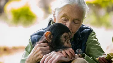 Día Mundial del Chimpancé: quedan pocos y podrían desaparecer para siempre
