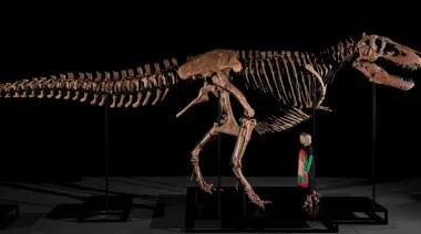 Récord mundial: subastaron a "Gus", uno de los Tiranosaurios rex más grandes