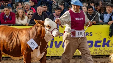 Braford llega a la Expo Palermo con récord de reproductores: la agenda
