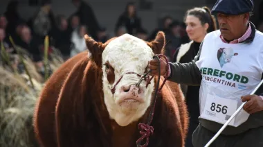 Expo Palermo: Hereford exhibe 133 reproductores y apuesta a la genética