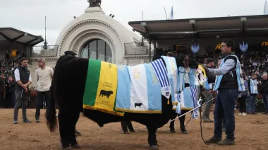 Quién es "Rip", el toro Angus que conquistó la pista central de Palermo