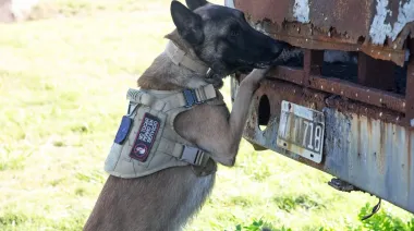 Perros policías bajo estrés: el histórico protocolo que lanzó el Gobierno