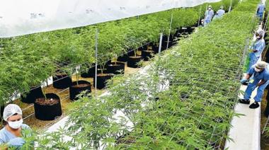Cannabis y cáñamo en Mendoza: el trámite clave para avanzar con proyectos legales