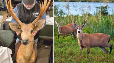 Secuestran piezas de animales embalsamados en un restaurante porteño