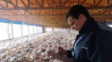 Día de la Avicultura:  conocé al sector que ya compite mano a mano con la carne vacuna