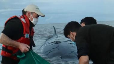 No pudieron salvarla: murió la ballena que había quedado varada en la costa de San Isidro