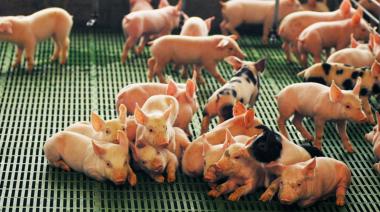 Por qué Europa mira a la Argentina para crecer en producción de carne porcina