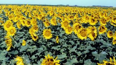 Récord en la mira: la BCBA proyecta 3 millones de hectáreas de girasol