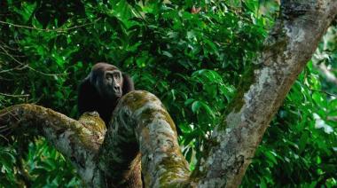 COP30: el fondo que promete convertir los bosques en dinero para conservarlos