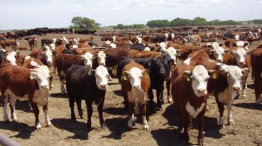 Día de la Ganadería: cuáles son los desafíos que enfrenta la carne vacuna en Argentina