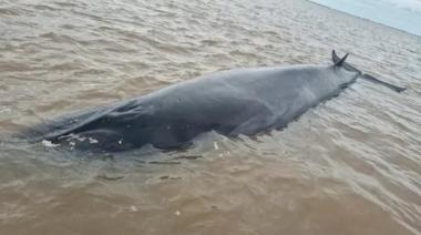 San Isidro: así fue el rescate de la ballena varada en el Río de la Plata