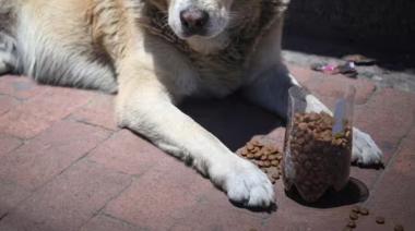 Alerta en Bolívar: denuncian envenenamiento masivo de perros y convocan a marchar
